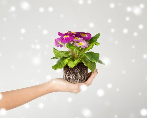 Frauenhände halten Blume in Erde — Stockfoto