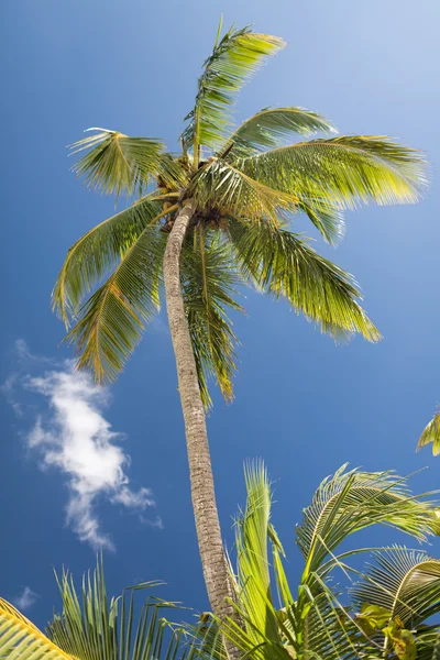 Palmeira sobre céu azul com nuvens brancas — Fotografia de Stock