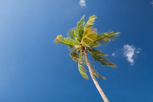 Palma sopra cielo blu con nuvole bianche — Foto Stock