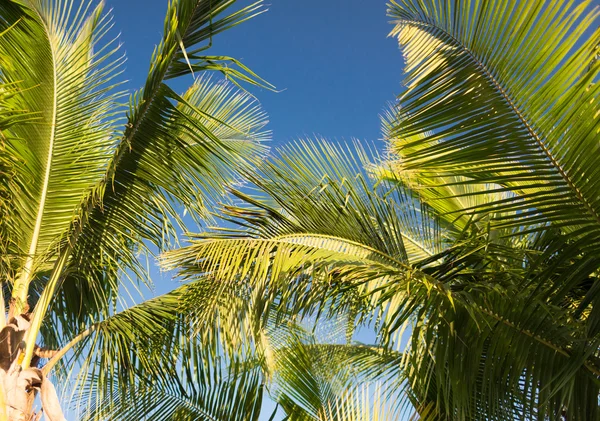 Palmera sobre el cielo azul con nubes blancas —  Fotos de Stock