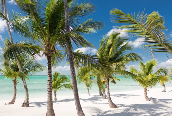 Tropical beach with palm trees — Stock Photo, Image