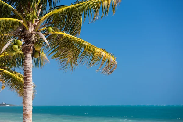 Palme über blauem Himmel mit weißen Wolken — Stockfoto