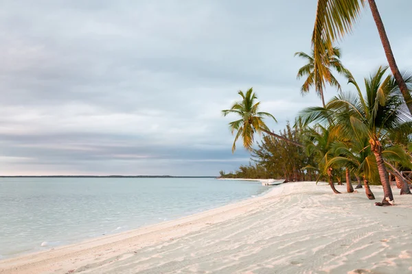 Tropical beach with palm trees — Stock Photo, Image