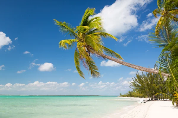 Tropical beach with palm trees — Stock Photo, Image