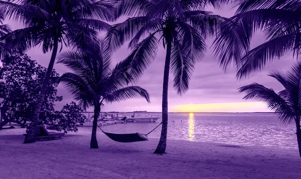 Palmen und Hängematte am tropischen Strand — Stockfoto