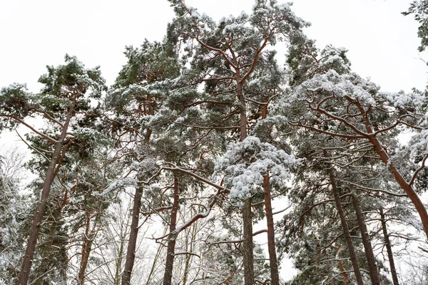 Forêt de pins neigeux en estonie en hiver — Photo