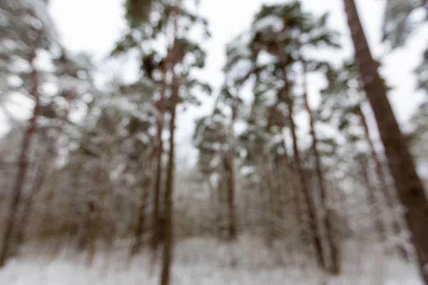 Rozmazaná krajina zasněženého borového lesa v zimě — Stock fotografie