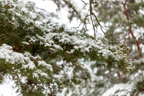 Närbild av snöiga tallgrenar i vinterskogen — Stockfoto