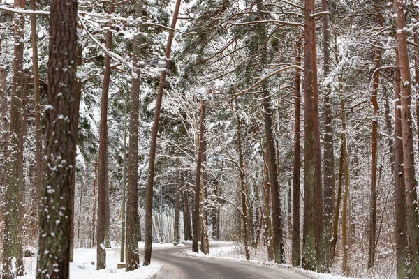 Zimní cesta v zasněženém borovém lese — Stock fotografie