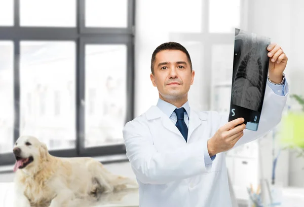 獣医は獣医クリニックで動物とX線を使って — ストック写真