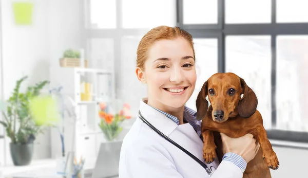 Médico feliz com cão dachshund na clínica veterinária — Fotografia de Stock