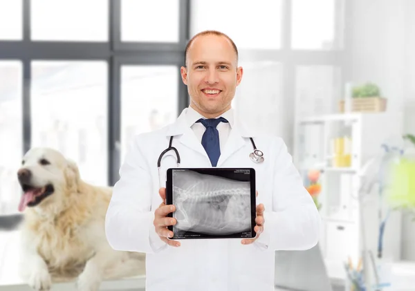 Lekarz weterynarii ze zwierzętami rentgen na tablecie Obrazy Stockowe bez tantiem