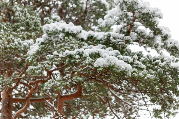 겨울 삼림에 있는 눈덮인 소나무 가지들을 가까이 서 본 모습 — 스톡 사진