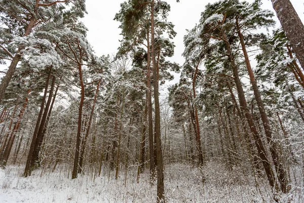 Zasněžený borový les v ústí řeky v zimě — Stock fotografie