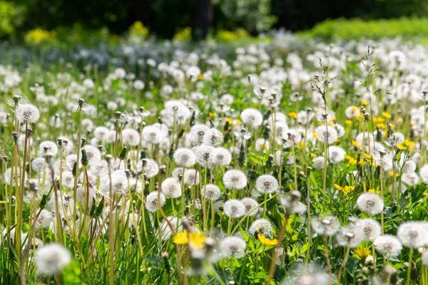 Dandelion flowers blooming on summer field — Stock Photo, Image