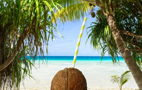 Hindistan cevizi içeceği ve tropikal plajda kağıt kamış. — Stok fotoğraf