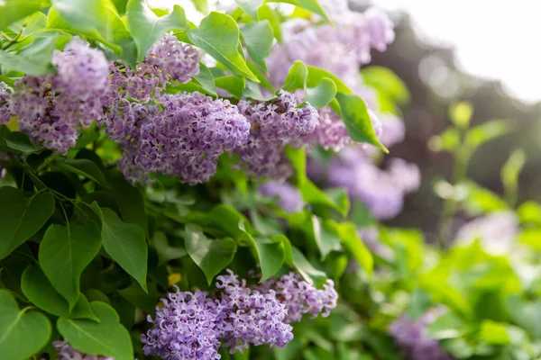 Arbusto lilás florescendo com no jardim de verão — Fotografia de Stock