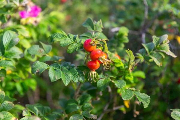 Dogrose struik met bessen in de zomertuin — Stockfoto