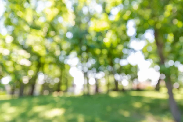 Suddig sommarpark eller trädgård — Stockfoto