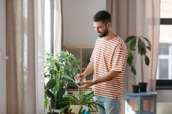 Man schoonmaken kamerplant met weefsel thuis — Stockfoto