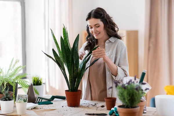 Woman cleaning flowers leaves with tissue at home —  Fotos de Stock