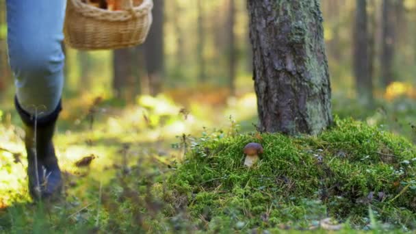 Senior kvinna plocka svamp i höstskogen — Stockvideo
