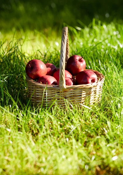 Maçãs maduras vermelhas em cesta de vime na grama — Fotografia de Stock