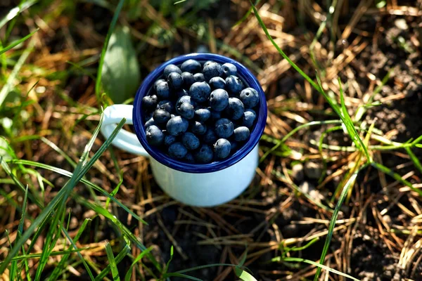 Mirtilos maduros no acampamento caneca na grama — Fotografia de Stock