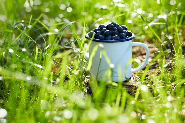 Rijpe bosbessen in kampmok op gras — Stockfoto