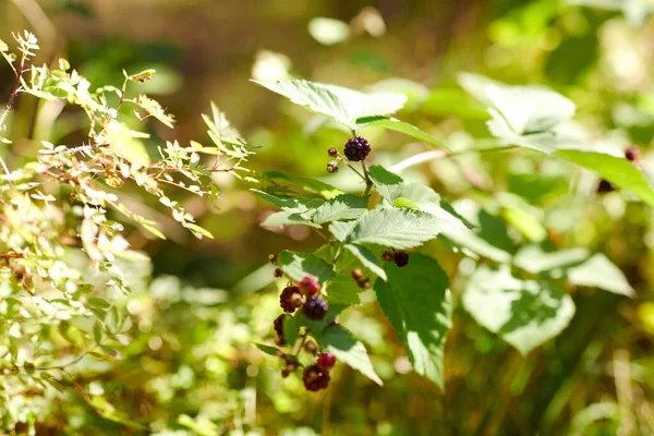 Brombeerstrauch mit Beeren im Sommergarten — Stockfoto