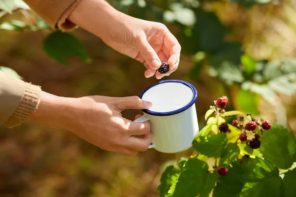 Tangan dengan mug memetik blackberry di kebun — Stok Foto