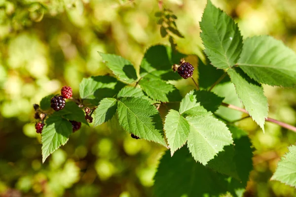 Brombeerstrauch mit Beeren im Sommergarten — Stockfoto
