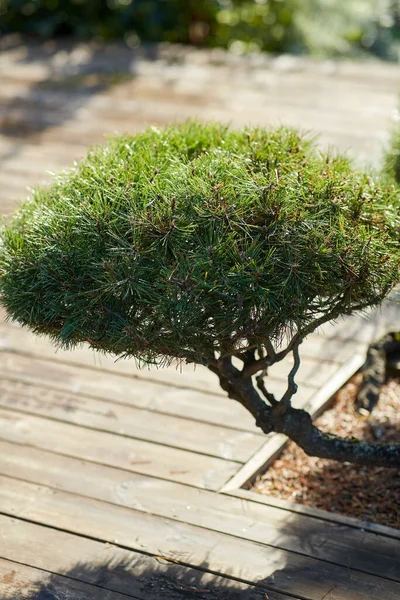 Close-up van bonsai dennenboom groeien in de tuin — Stockfoto