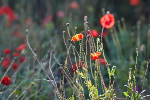 Beautiful poppy flowers in summer garden — Stock Photo, Image