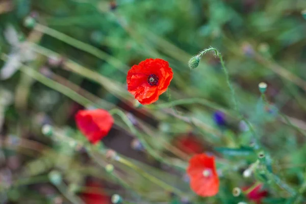Beautiful poppy flowers in summer garden — Stock Photo, Image