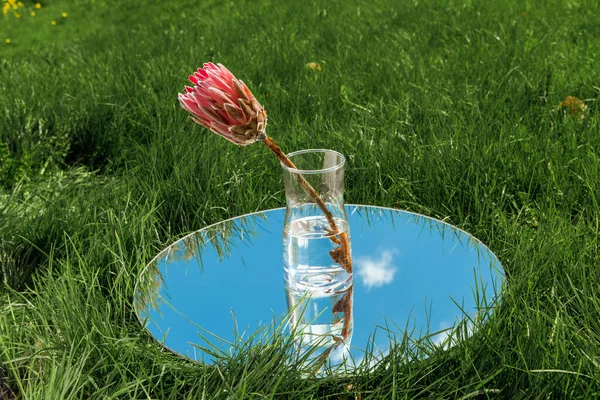 Concetto Natura Fiore Carciofo Vaso Riflesso Del Cielo Specchio Rotondo — Foto Stock