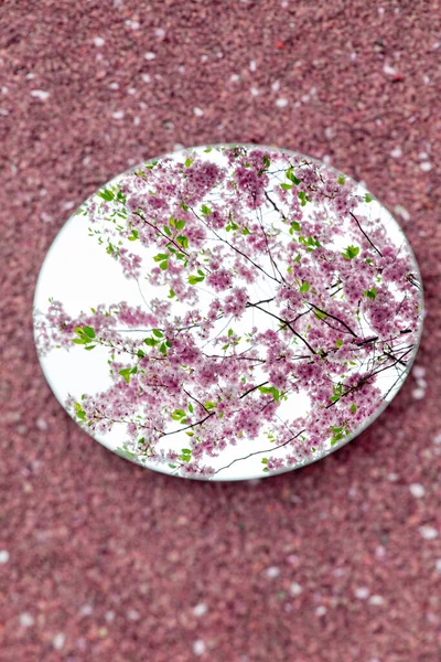 自然と植物の概念 春の庭の地面に丸い鏡で桜の反射の終わり — ストック写真