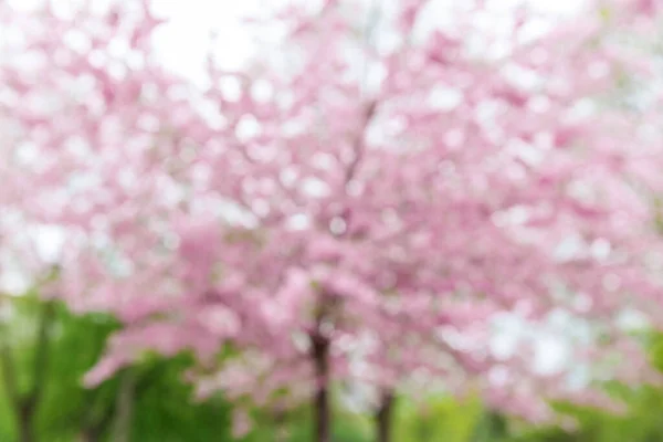 Nature Botany Flora Concept Blurred Blooming Cherry Tree Blossoms Spring — Stock Photo, Image