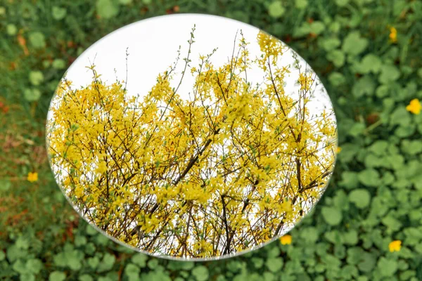 Természet Kertészet Növényvilág Koncepció Forsythia Bokor Sárga Virágokkal Tükröződés Kerek — Stock Fotó