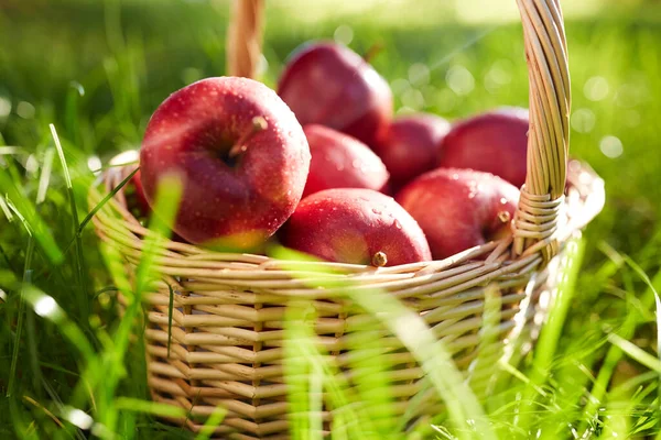 Season Gardening Harvesting Concept Red Ripe Apples Wicker Basket Grass — Stock Photo, Image