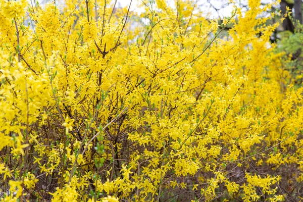 Natuur Tuinieren Flora Concept Forsythia Struik Met Gele Bloemen Voorjaarstuin Stockafbeelding