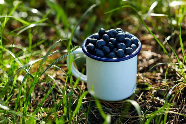 Musim Berkebun Dan Memanen Konsep Blueberry Matang Mug Kamp Rumput — Stok Foto