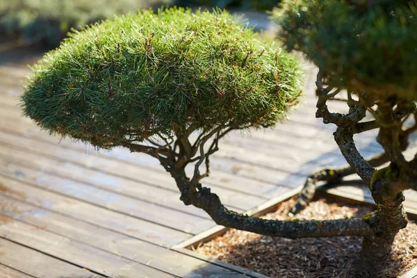 Nature Botany Flora Concept Close Bonsai Pine Tree Growing Garden — Stock Photo, Image
