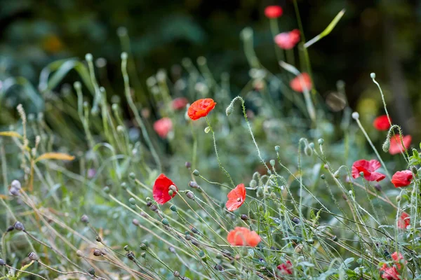 Κηπουρική Βοτανική Και Χλωρίδα Έννοια Όμορφα Λουλούδια Παπαρούνας Στον Καλοκαιρινό — Φωτογραφία Αρχείου