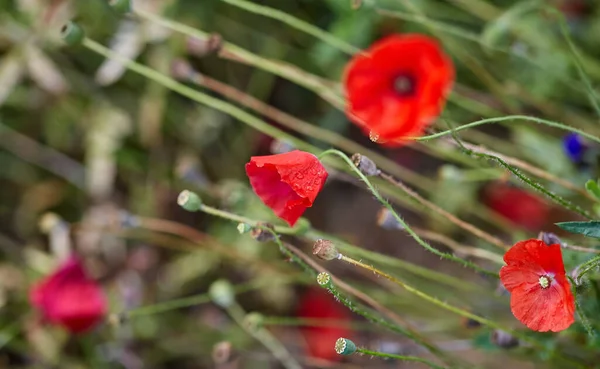 Κηπουρική Βοτανική Και Χλωρίδα Έννοια Όμορφα Λουλούδια Παπαρούνας Στον Καλοκαιρινό — Φωτογραφία Αρχείου