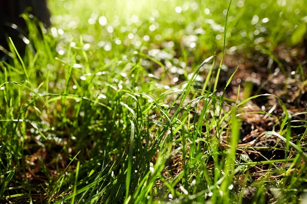 Nature Flora Concept Close Green Grass Summer — Stock Photo, Image