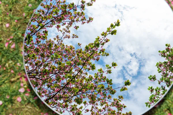 Natuur Flora Concept Close Van Kersenboom Bloesems Reflectie Ronde Spiegel — Stockfoto