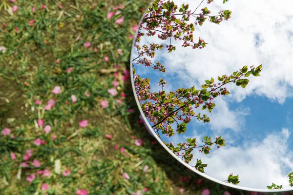 Natura Flora Koncepcja Zbliżenie Kwiat Wiśni Odbicie Okrągłym Lustrze Ziemi — Zdjęcie stockowe