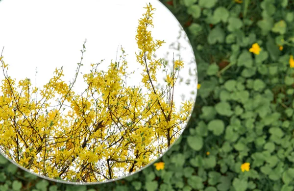 Természet Kertészet Növényvilág Koncepció Forsythia Bokor Sárga Virágokkal Tükröződés Kerek — Stock Fotó