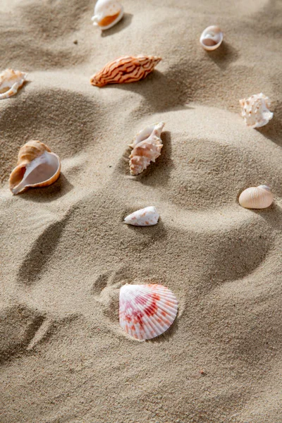 여름철의 해변의 — 스톡 사진